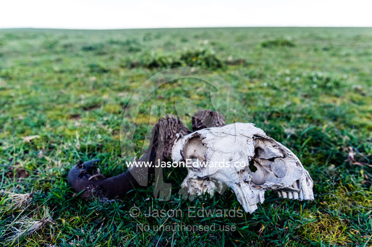 A Blue Wildebeest skull bleached white on the short grass savannah plain with Horn Moth larval cases on the horns. Ngorongoro Conservation Area, Ngorongoro District, Tanzania.