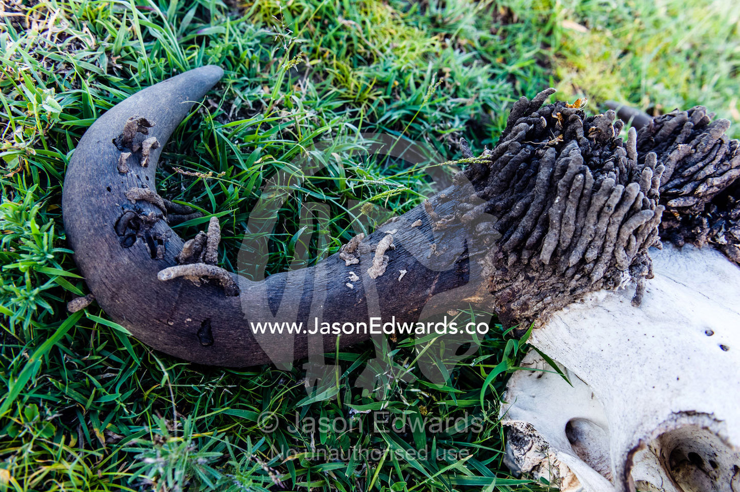 A Blue Wildebeest skull bleached white on the short grass savannah plain with Horn Moth larval cases on the horns. Ngorongoro Conservation Area, Ngorongoro District, Tanzania.