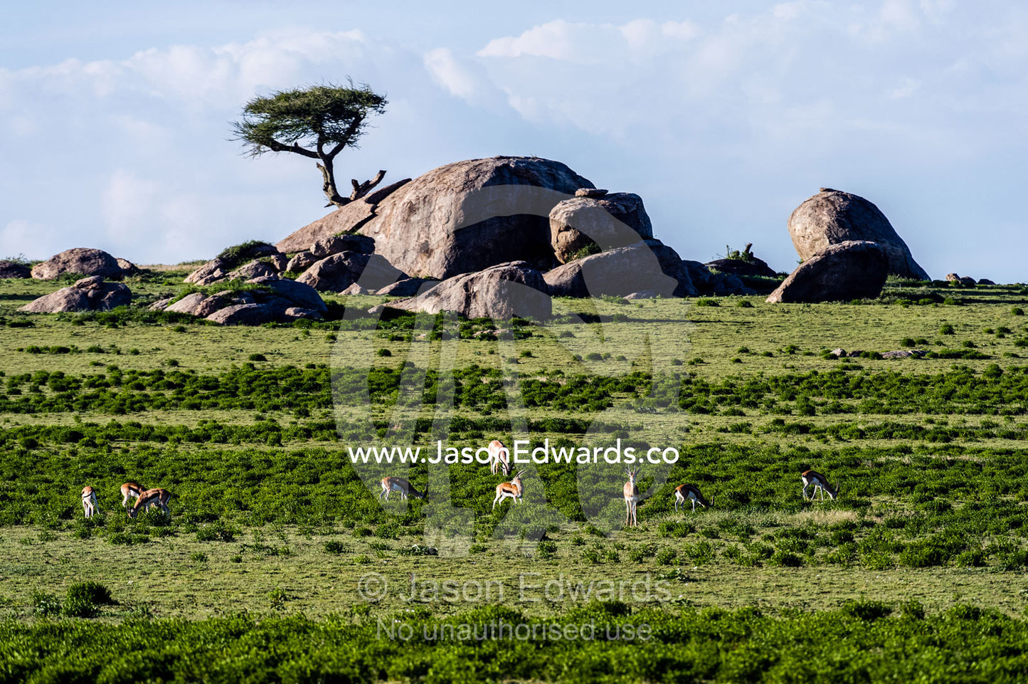 Thomson's Gazelles grazing on the short grass plains beneath a granite kopje. Ngorongoro Conservation Area, Ngorongoro District, Tanzania.