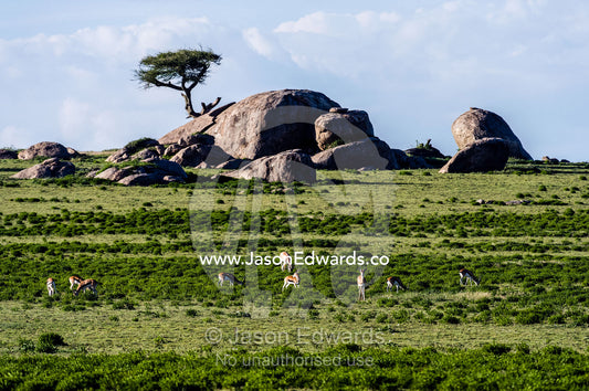 Thomson's Gazelles grazing on the short grass plains beneath a granite kopje. Ngorongoro Conservation Area, Ngorongoro District, Tanzania.