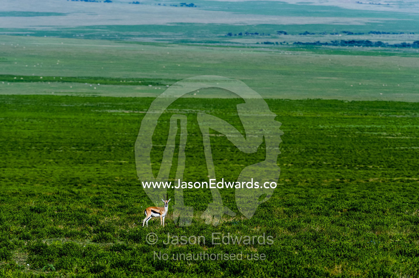 A solitary Thomson's Gazelle dwarfed by the vast short grass plains of the African savannah. Ngorongoro Conservation Area, Ngorongoro District, Tanzania.