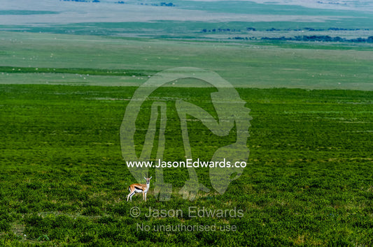 A solitary Thomson's Gazelle dwarfed by the vast short grass plains of the African savannah. Ngorongoro Conservation Area, Ngorongoro District, Tanzania.