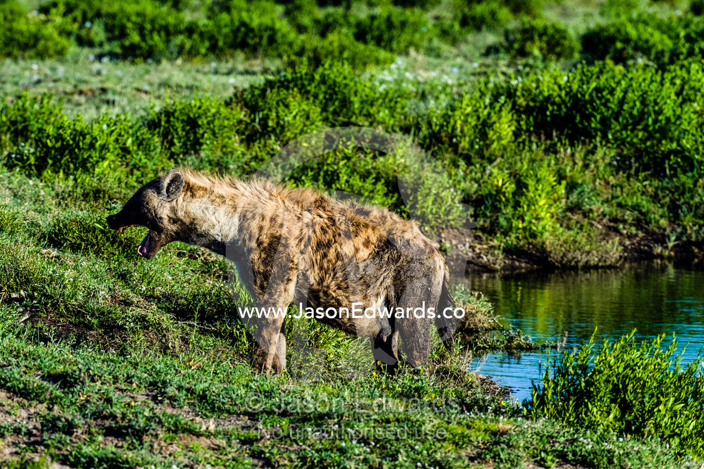 A scruffy fat-bellied Spotted Hyena yawning beside a waterhole. Ngorongoro Conservation Area, Ngorongoro District, Tanzania.