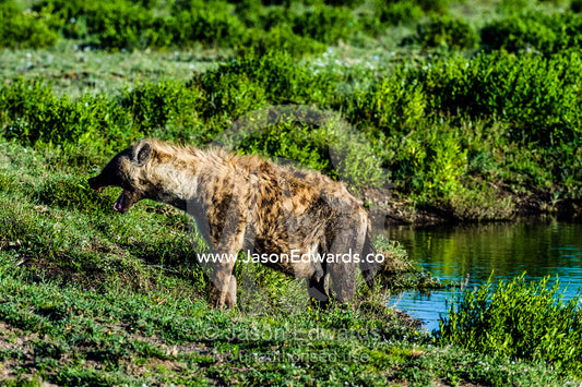 A scruffy fat-bellied Spotted Hyena yawning beside a waterhole. Ngorongoro Conservation Area, Ngorongoro District, Tanzania.