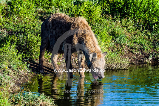 A thirsty Spotted Hyena drinking from a waterhole during the heat of the late afternoon heat. Ngorongoro Conservation Area, Ngorongoro District, Tanzania.