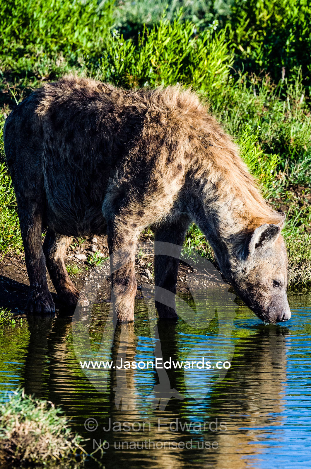 A thirsty Spotted Hyena drinking from a waterhole during the heat of the late afternoon heat. Ngorongoro Conservation Area, Ngorongoro District, Tanzania.