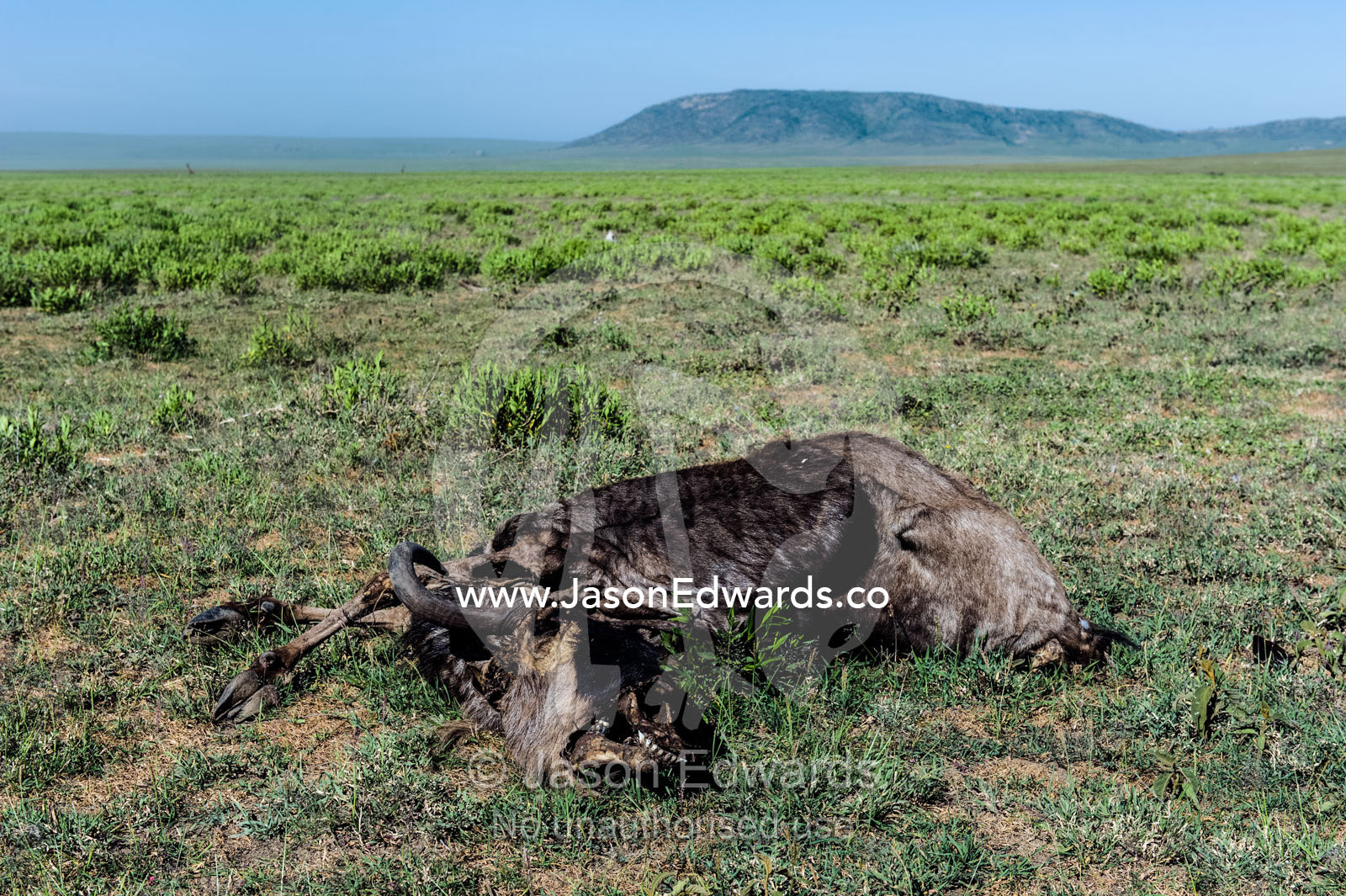 The desiccated carcass of a dead Blue Wildebeest on a vast short grass savannah plain. Ngorongoro Conservation Area, Ngorongoro District, Tanzania.