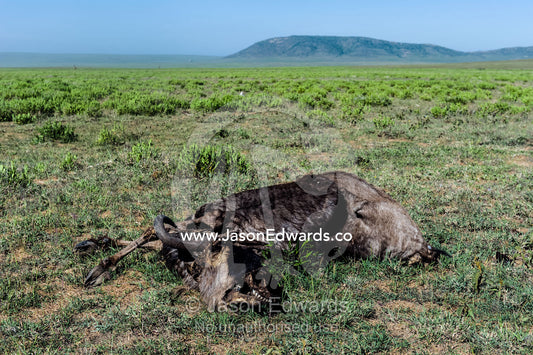 The desiccated carcass of a dead Blue Wildebeest on a vast short grass savannah plain. Ngorongoro Conservation Area, Ngorongoro District, Tanzania.