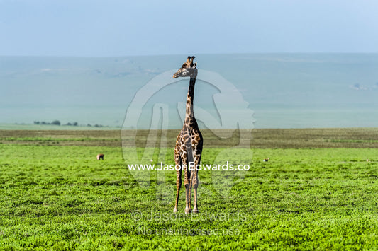 An exposed and solitary Giraffe surveying the empty short grass savannah plains. Ngorongoro Conservation Area, Ngorongoro District, Tanzania.