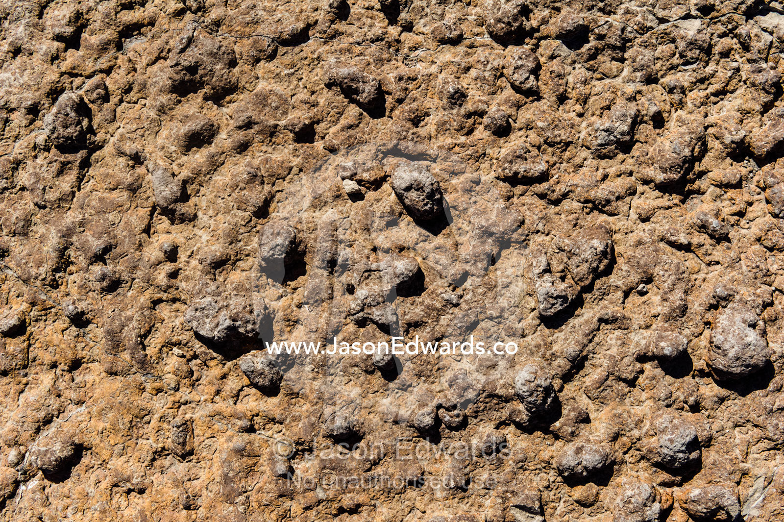 The textured surface of volcanic rock beneath the short grass plains of the savannah. Ngorongoro Conservation Area, Ngorongoro District, Tanzania.
