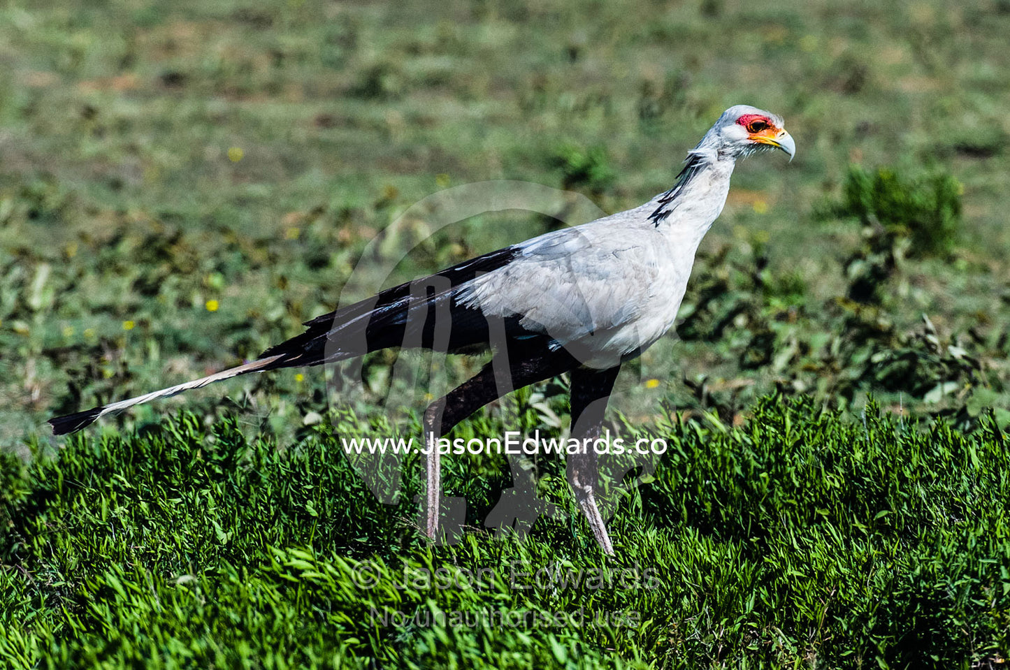 A Secretary Bird scours the short grass plain for insect and reptile prey. Ngorongoro Conservation Area, Ngorongoro District, Tanzania.