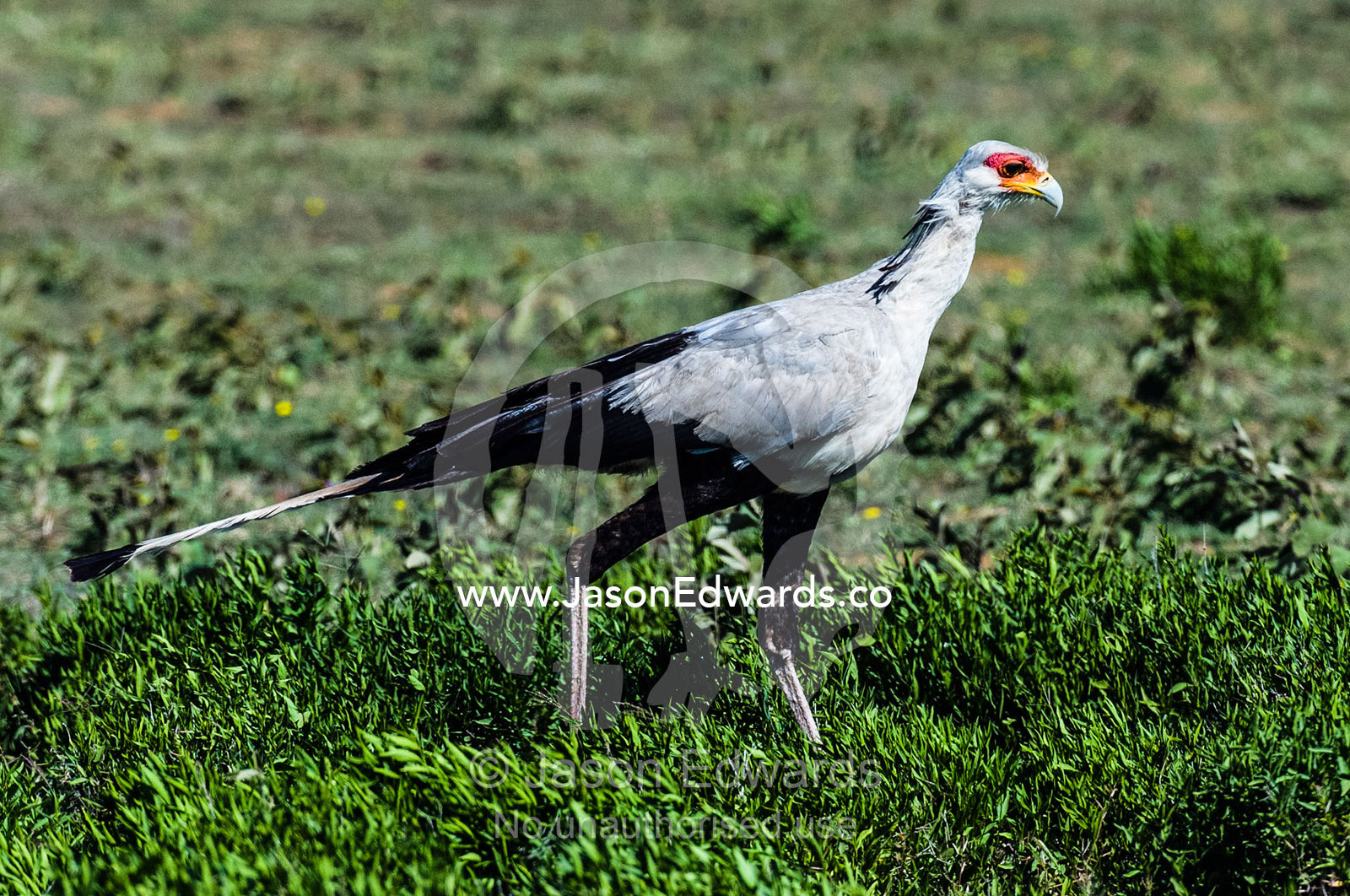 A Secretary Bird scours the short grass plain for insect and reptile prey. Ngorongoro Conservation Area, Ngorongoro District, Tanzania.