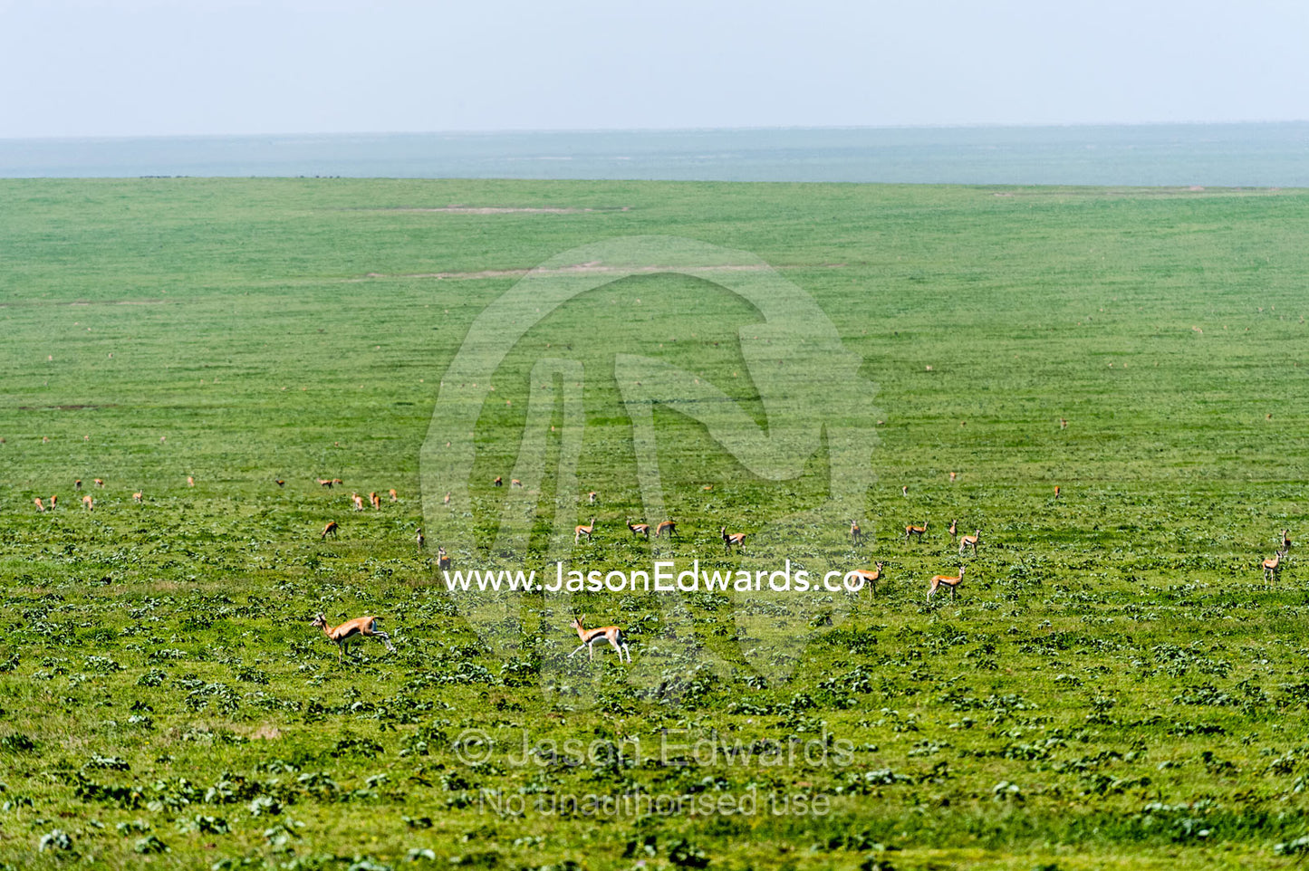 A herd of Thomson's Gazelle grazing on a vast short grass savannah plain. Ngorongoro Conservation Area, Ngorongoro District, Tanzania.