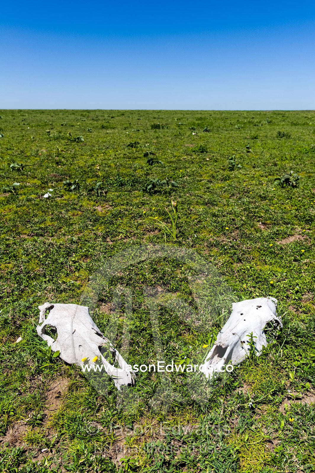 A pair of bleached Zebra skulls on a vast and endless short grass savannah plain after the migration. Ngorongoro Conservation Area, Ngorongoro District, Tanzania.