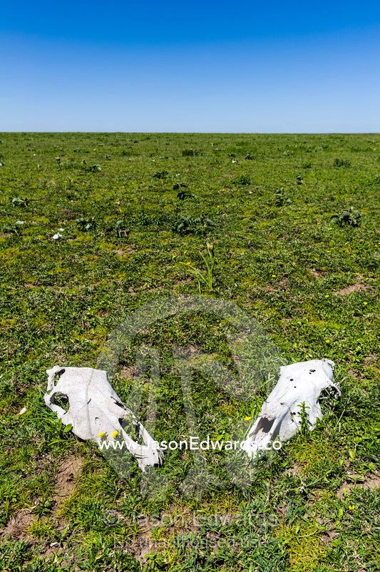 A pair of bleached Zebra skulls on a vast and endless short grass savannah plain after the migration. Ngorongoro Conservation Area, Ngorongoro District, Tanzania.