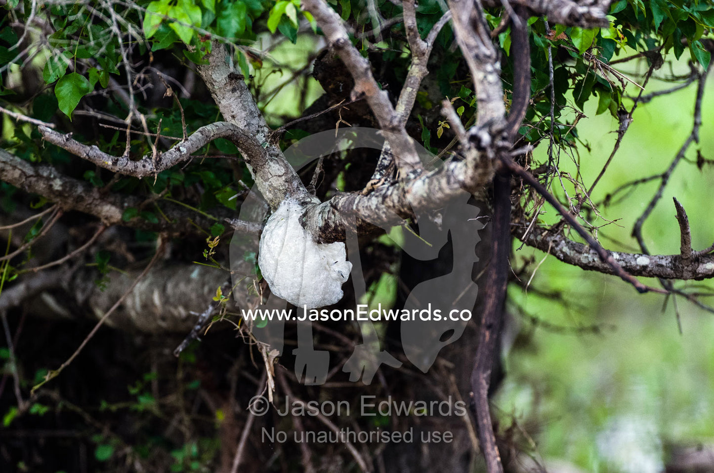 Frog spawn from a Foam-nest Tree Frog hanging from a branch over a wetland waiting to hatch. Kruger National Park, Manyeleti Game Reserve, Limpopo Province, Mpumalanga Province, South Africa.