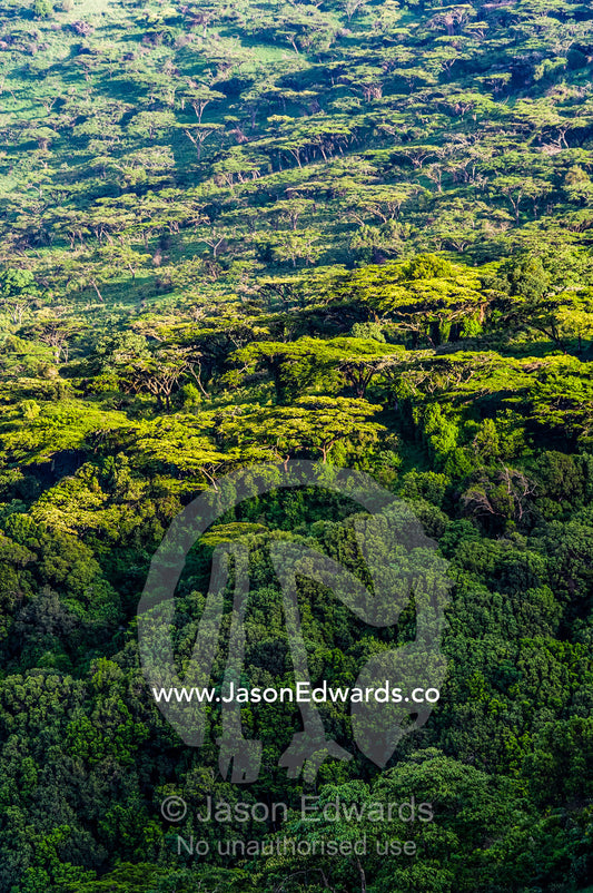 Dawn lights a dense evergreen forest and highland trees on the steep slopes of a volcano crater. Ngorongoro Crater, Ngorongoro Conservation Area, Ngorongoro District, Tanzania, Africa.