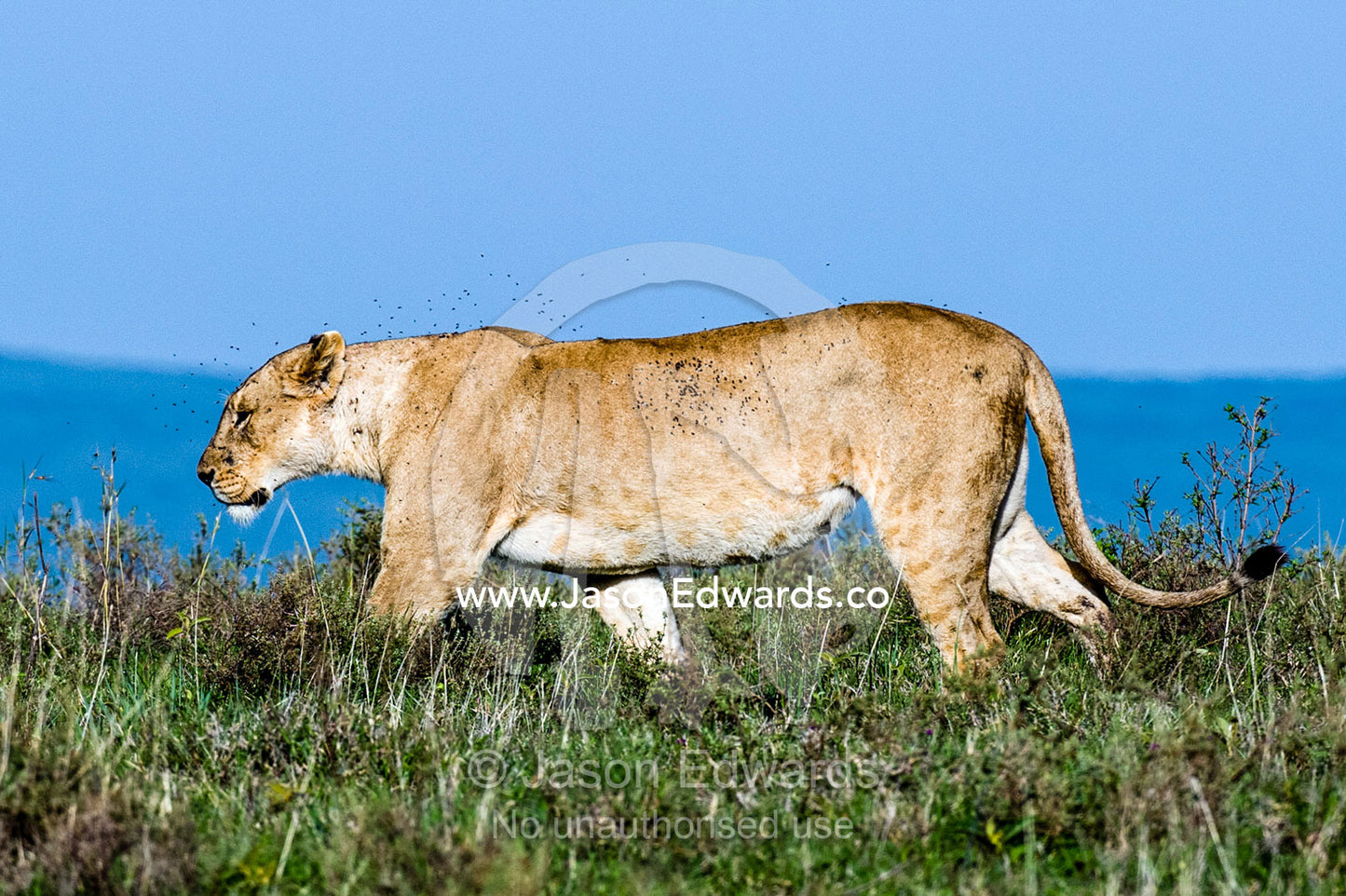 A female African Lion patrols the savannah grasslands shrouded in a swarm of flies. Ngorongoro Crater, Ngorongoro Conservation Area, Ngorongoro District, Tanzania, Africa.