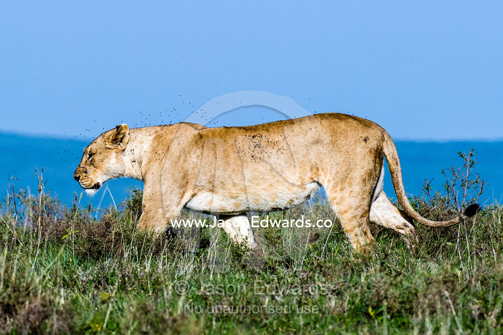A female African Lion patrols the savannah grasslands shrouded in a swarm of flies. Ngorongoro Crater, Ngorongoro Conservation Area, Ngorongoro District, Tanzania, Africa.