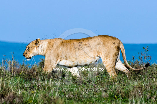 A female African Lion patrols the savannah grasslands shrouded in a swarm of flies. Ngorongoro Crater, Ngorongoro Conservation Area, Ngorongoro District, Tanzania, Africa.