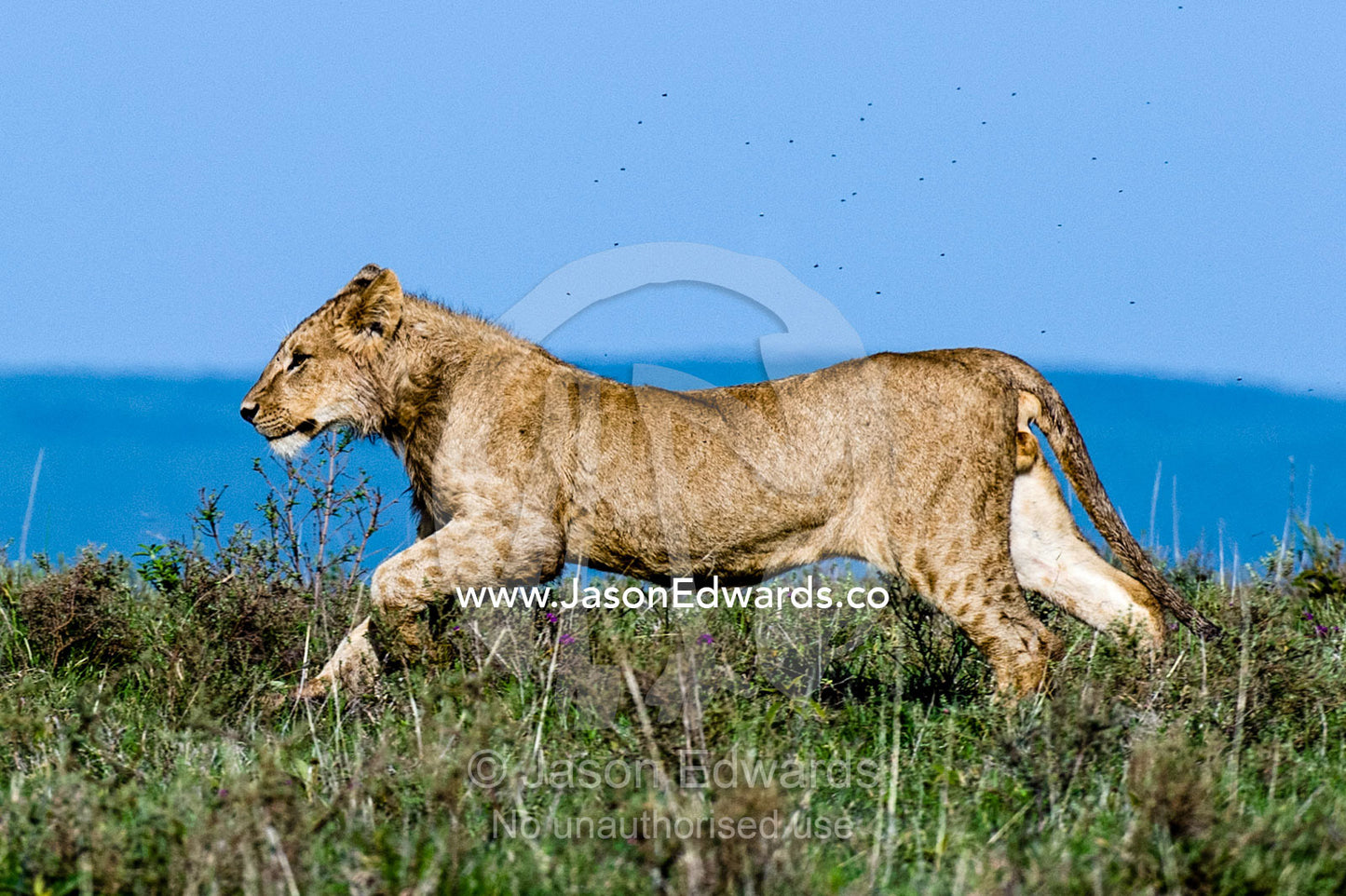 A sub-adult male African Lion runs across the savannah grasslands shrouded in a swarm of flies. Ngorongoro Crater, Ngorongoro Conservation Area, Ngorongoro District, Tanzania, Africa.