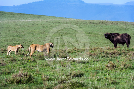 A pair of African Lions stalking an African Buffalo to see if it's vulnerable to be killed and eaten. Ngorongoro Crater, Ngorongoro Conservation Area, Ngorongoro District, Tanzania, Africa.