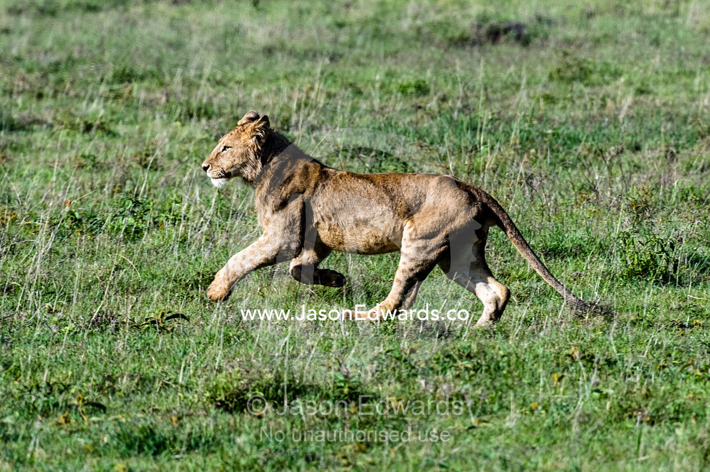 A young male African Lion running across the savannah plain in the morning light. Ngorongoro Crater, Ngorongoro Conservation Area, Ngorongoro District, Tanzania, Africa.