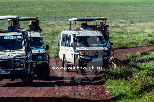 A crowd of safari vehicles surround an African Lion trying to cross a road. Ngorongoro Crater, Ngorongoro Conservation Area, Ngorongoro District, Tanzania, Africa.