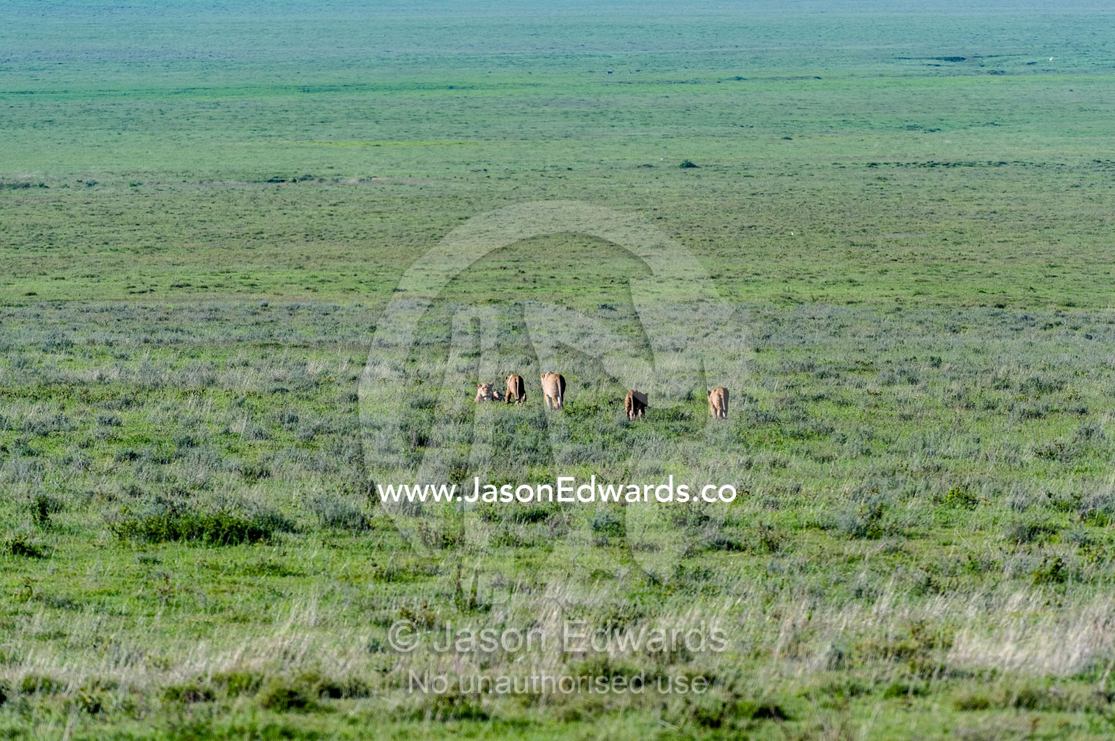 A pride of African Lions patrolling the vast short grass savannah plains in the clear morning light. Ngorongoro Crater, Ngorongoro Conservation Area, Ngorongoro District, Tanzania, Africa.