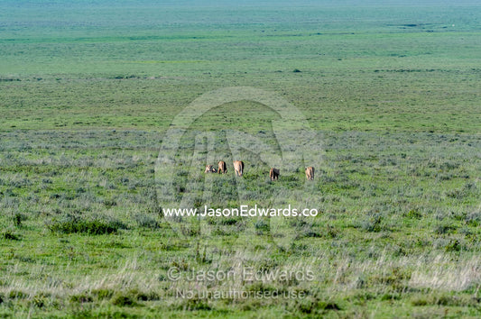 A pride of African Lions patrolling the vast short grass savannah plains in the clear morning light. Ngorongoro Crater, Ngorongoro Conservation Area, Ngorongoro District, Tanzania, Africa.