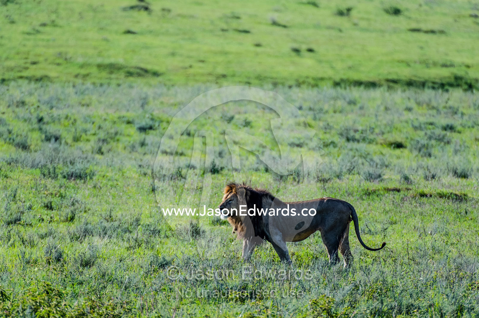 A mature male African Lion patrolling the savannah grasslands in the morning light. Ngorongoro Crater, Ngorongoro Conservation Area, Ngorongoro District, Tanzania, Africa.