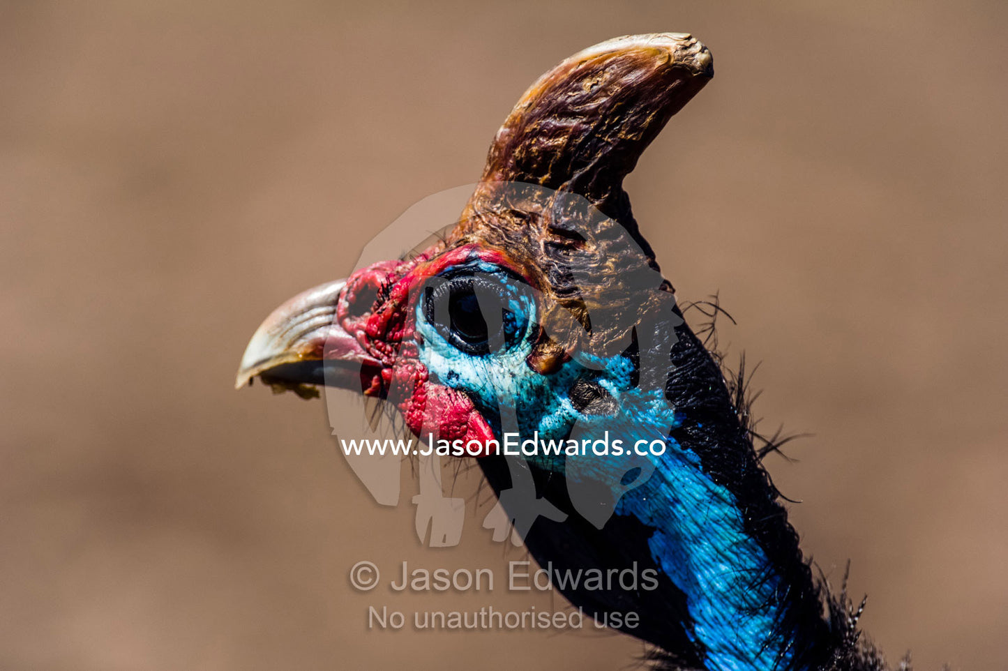 The horned crest and bright red and blue fleshy face of the Helmeted Guineafowl. Ngorongoro Crater, Ngorongoro Conservation Area, Ngorongoro District, Tanzania, Africa.