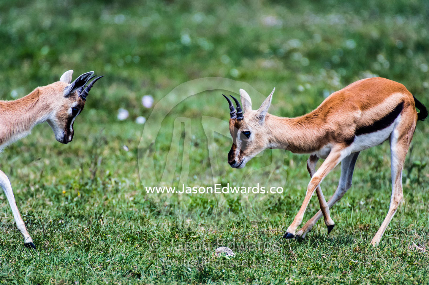 A pair of sub-adult male Thomson's Gazelles practice battling for supremacy. Ngorongoro Crater, Ngorongoro Conservation Area, Ngorongoro District, Tanzania, Africa.