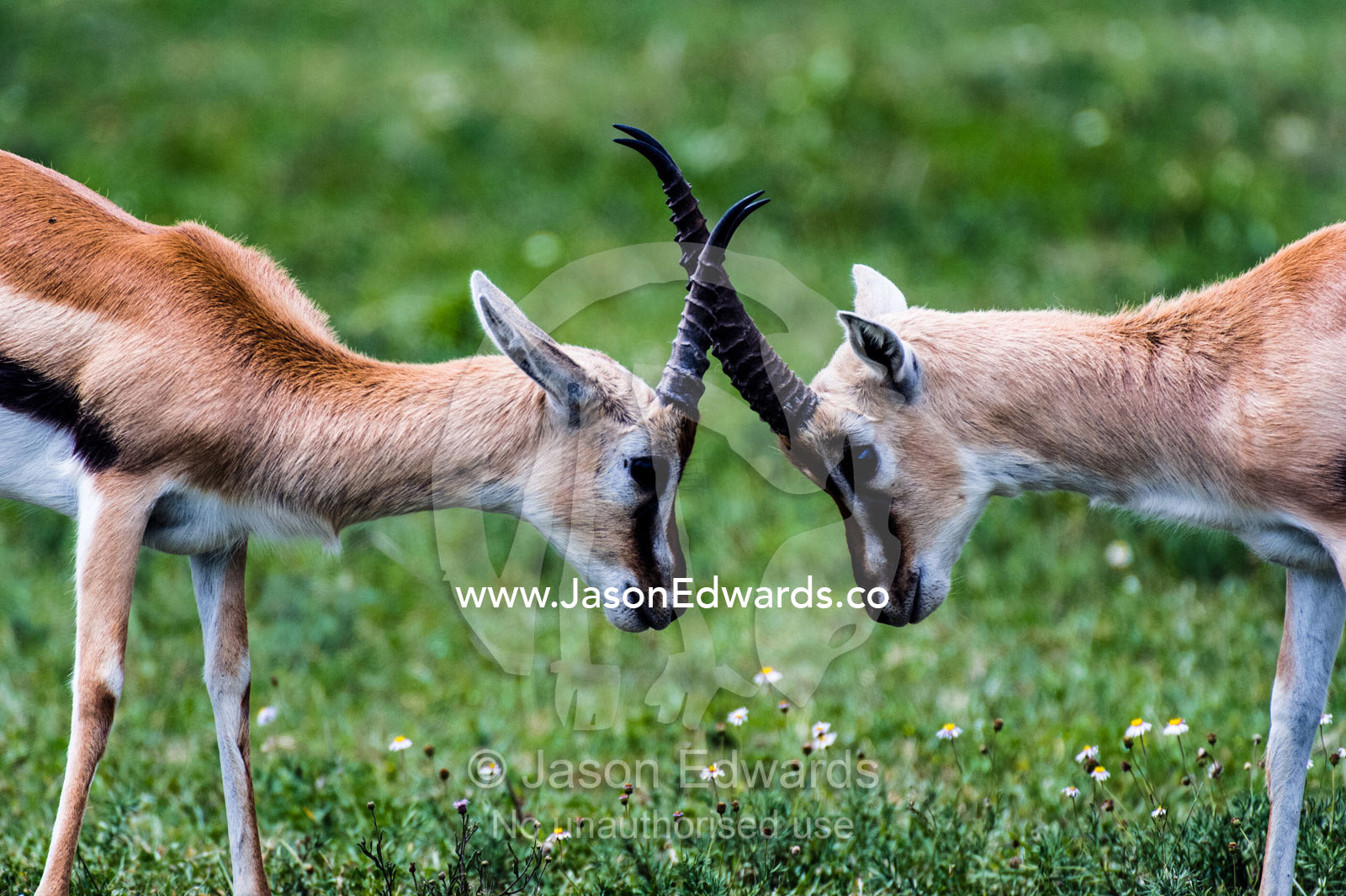 A pair of adult male Thomson's Gazelles lock horns and battle for supremacy. Ngorongoro Crater, Ngorongoro Conservation Area, Ngorongoro District, Tanzania, Africa.