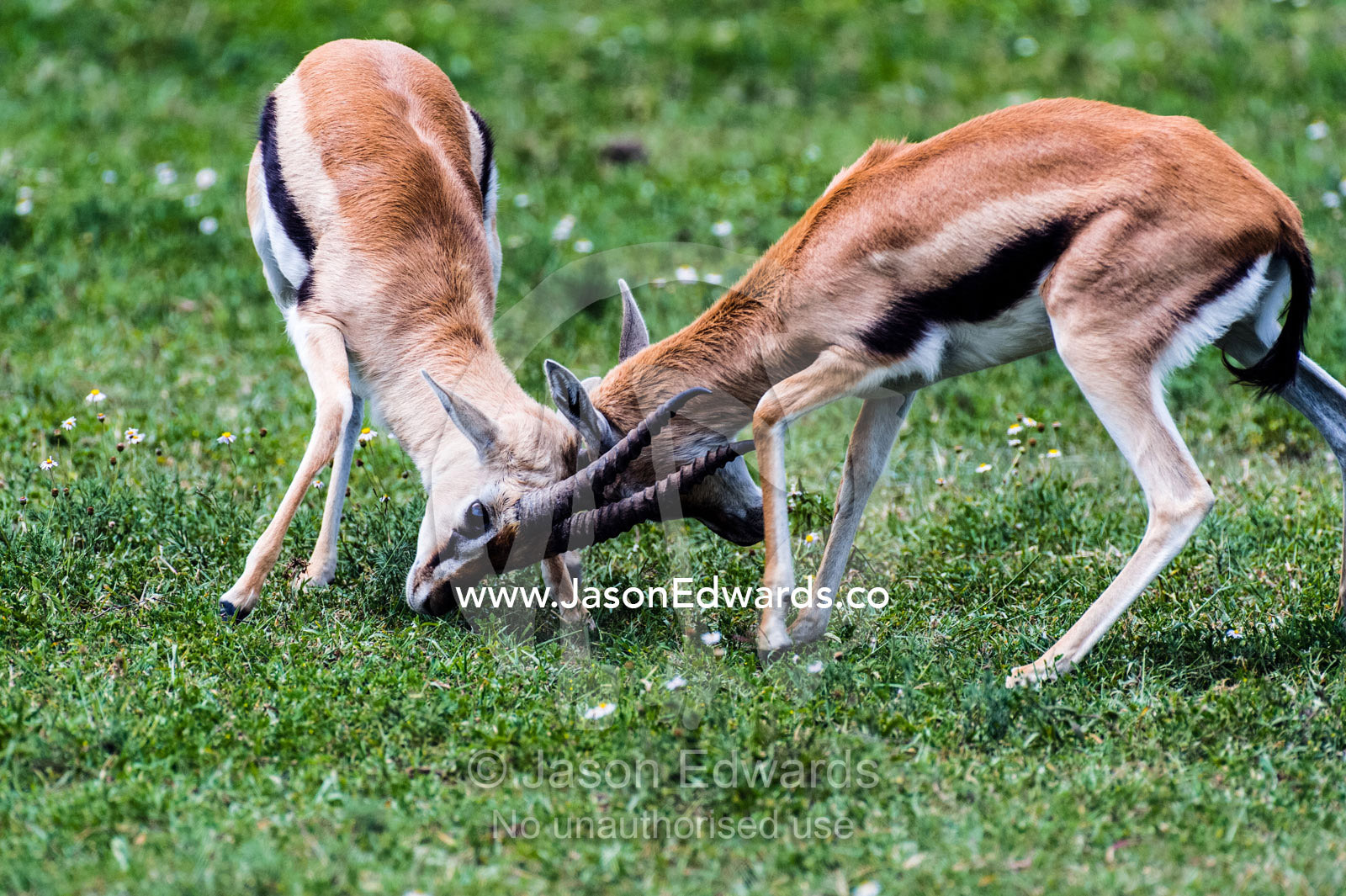 A pair of adult male Thomson's Gazelles lock horns and battle for supremacy. Ngorongoro Crater, Ngorongoro Conservation Area, Ngorongoro District, Tanzania, Africa.