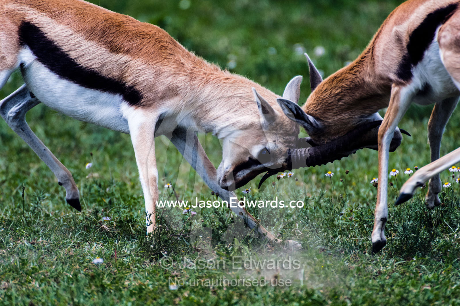 A pair of adult male Thomson's Gazelles lock horns and battle for supremacy. Ngorongoro Crater, Ngorongoro Conservation Area, Ngorongoro District, Tanzania, Africa.