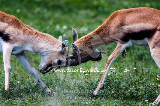 A pair of adult male Thomson's Gazelles lock horns and battle for supremacy. Ngorongoro Crater, Ngorongoro Conservation Area, Ngorongoro District, Tanzania, Africa.