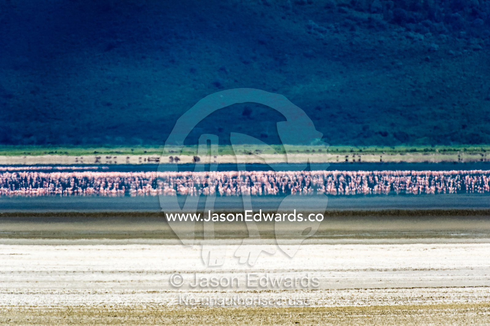 A flock of Lesser Flamingo feeding on a soda lake on the floor of a volcano caldera. Ngorongoro Crater, Ngorongoro Conservation Area, Ngorongoro District, Tanzania, Africa.