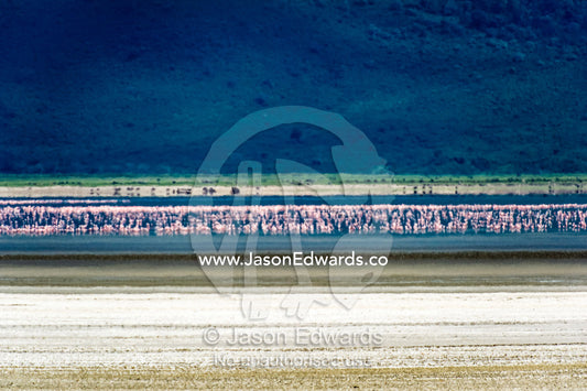 A flock of Lesser Flamingo feeding on a soda lake on the floor of a volcano caldera. Ngorongoro Crater, Ngorongoro Conservation Area, Ngorongoro District, Tanzania, Africa.