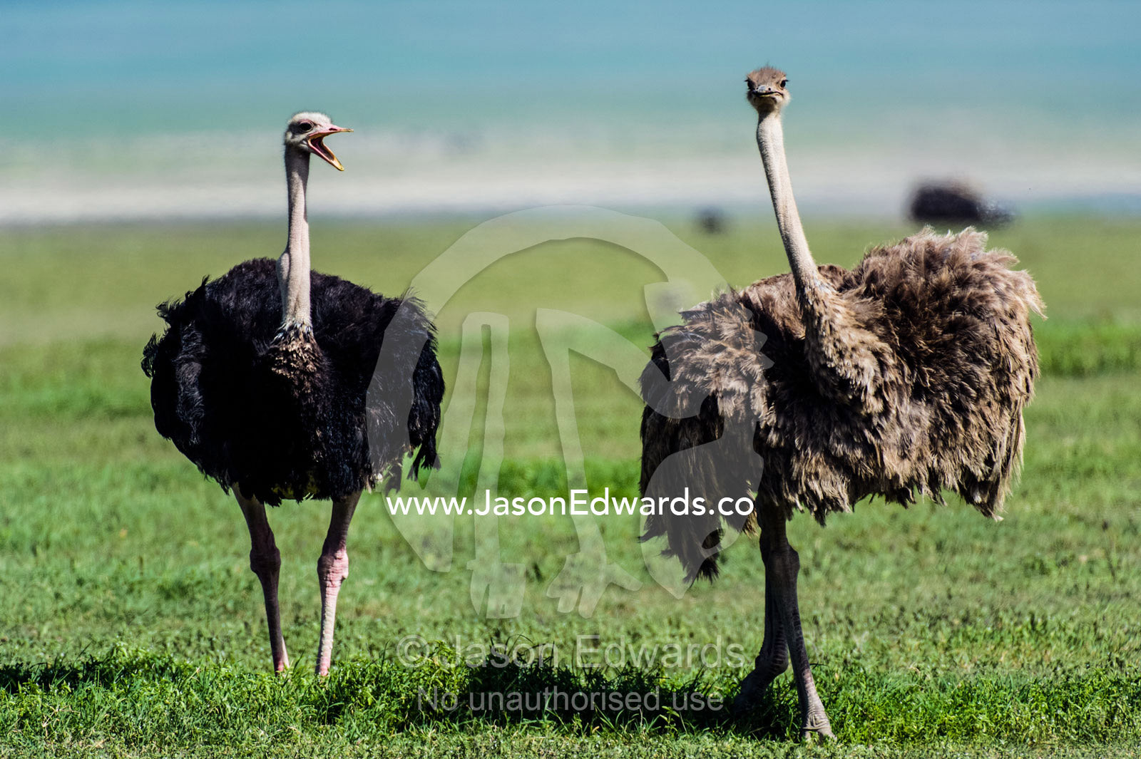 A male Ostrich challenging a female Ostrich with his beak open on the savannah. Ngorongoro Crater, Ngorongoro Conservation Area, Ngorongoro District, Tanzania, Afica.