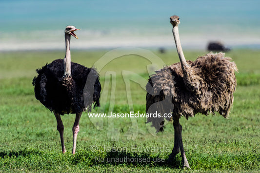 A male Ostrich challenging a female Ostrich with his beak open on the savannah. Ngorongoro Crater, Ngorongoro Conservation Area, Ngorongoro District, Tanzania, Afica.