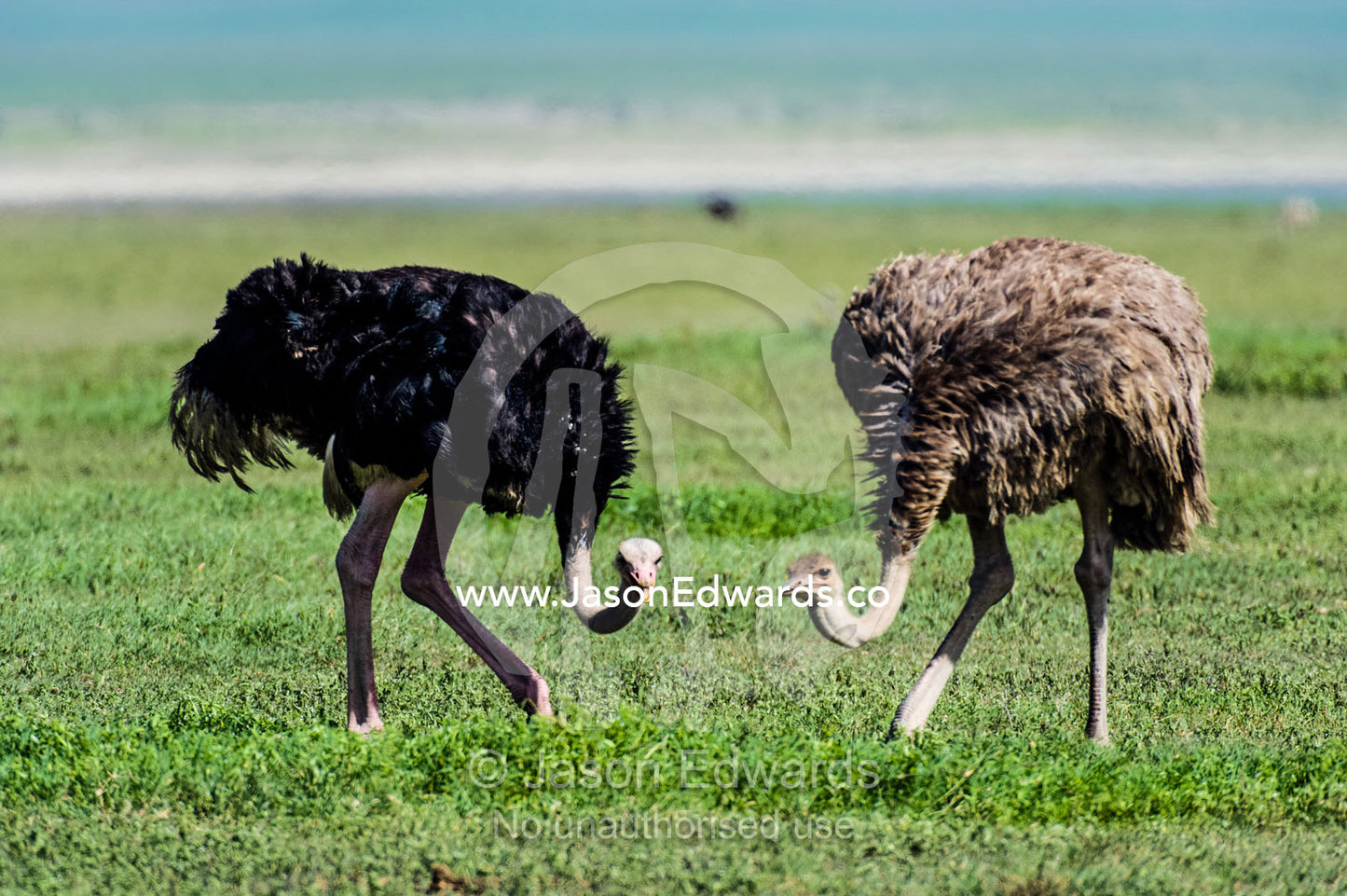 A male and female Ostrich feeding on the short grass savannah plain on a volcano caldera floor. Ngorongoro Crater, Ngorongoro Conservation Area, Ngorongoro District, Tanzania, Africa.