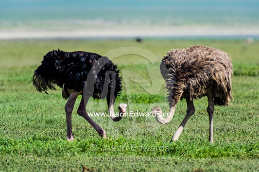 A male and female Ostrich feeding on the short grass savannah plain on a volcano caldera floor. Ngorongoro Crater, Ngorongoro Conservation Area, Ngorongoro District, Tanzania, Africa.