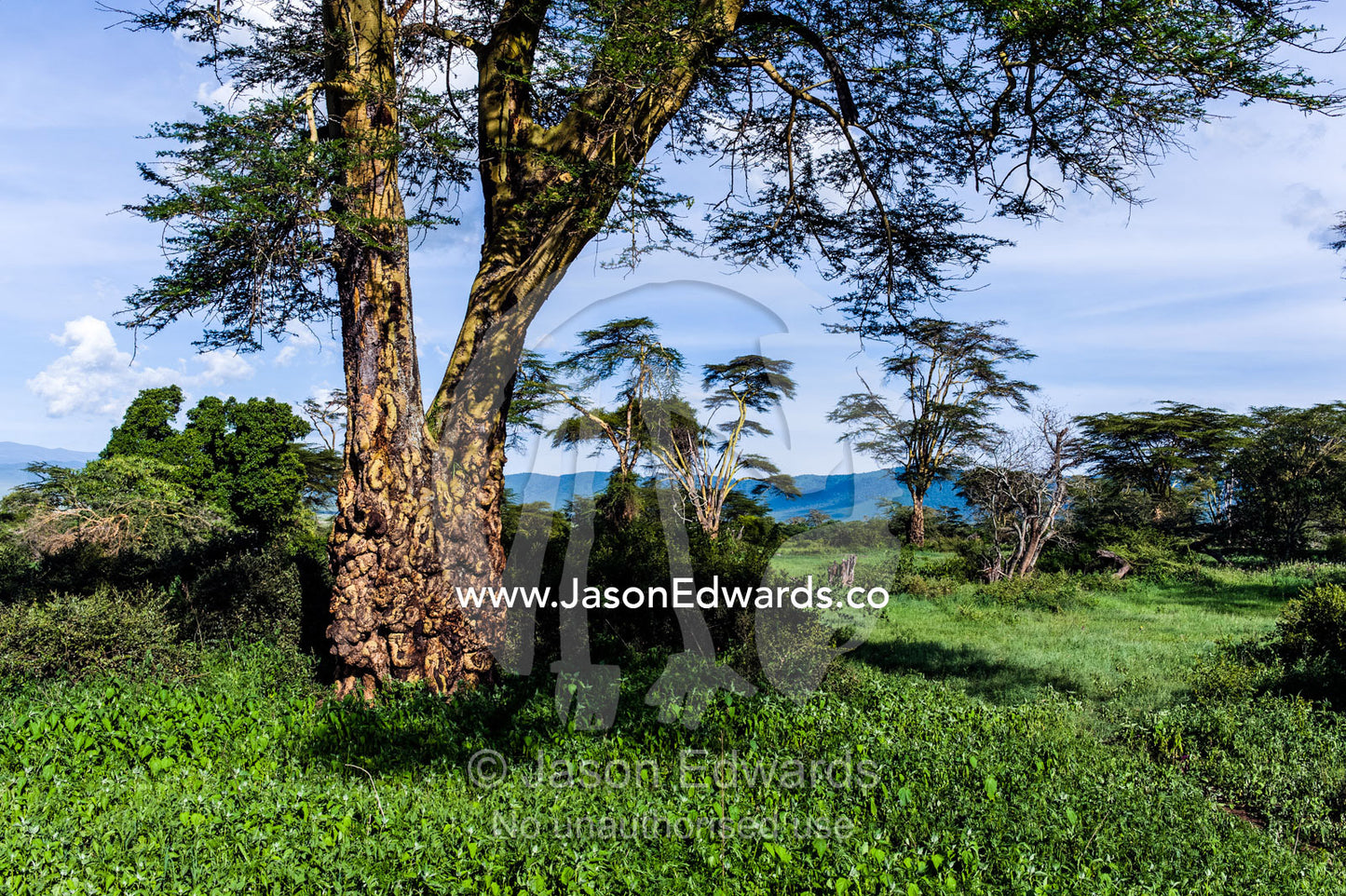 The gnarled tree trunk of a Yellow Acacia in a lush open woodland. Ngorongoro Crater, Ngorongoro Conservation Area, Ngorongoro District, Tanzania, Africa.