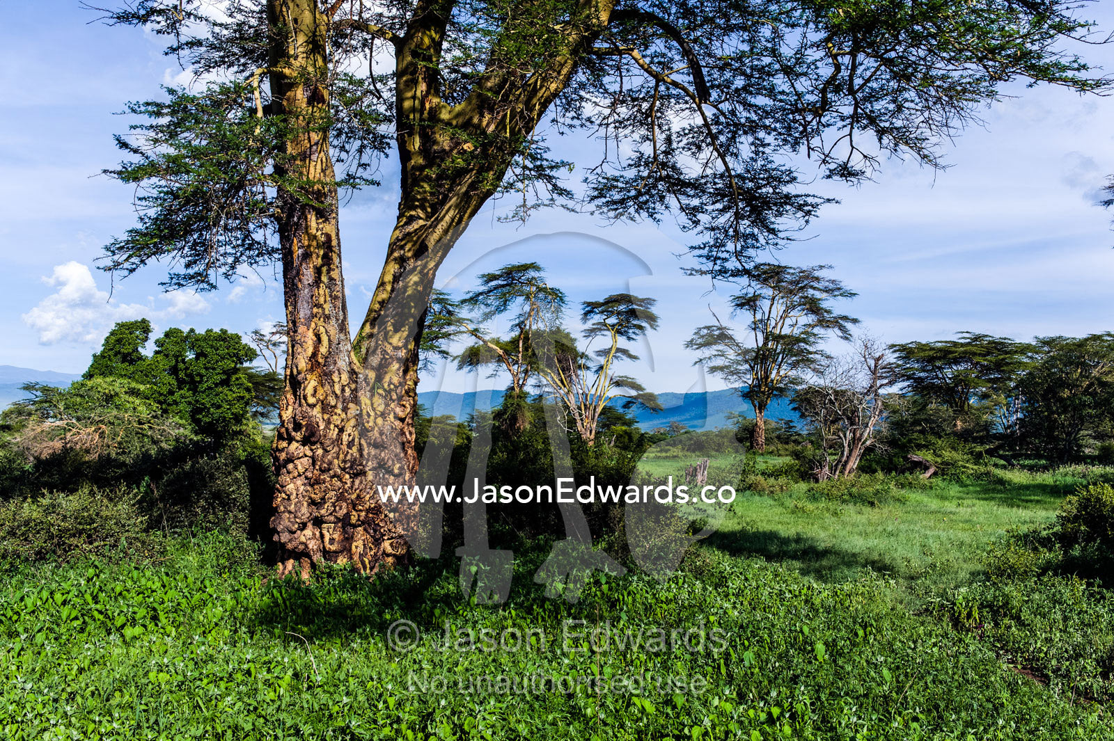 The gnarled tree trunk of a Yellow Acacia in a lush open woodland. Ngorongoro Crater, Ngorongoro Conservation Area, Ngorongoro District, Tanzania, Africa.