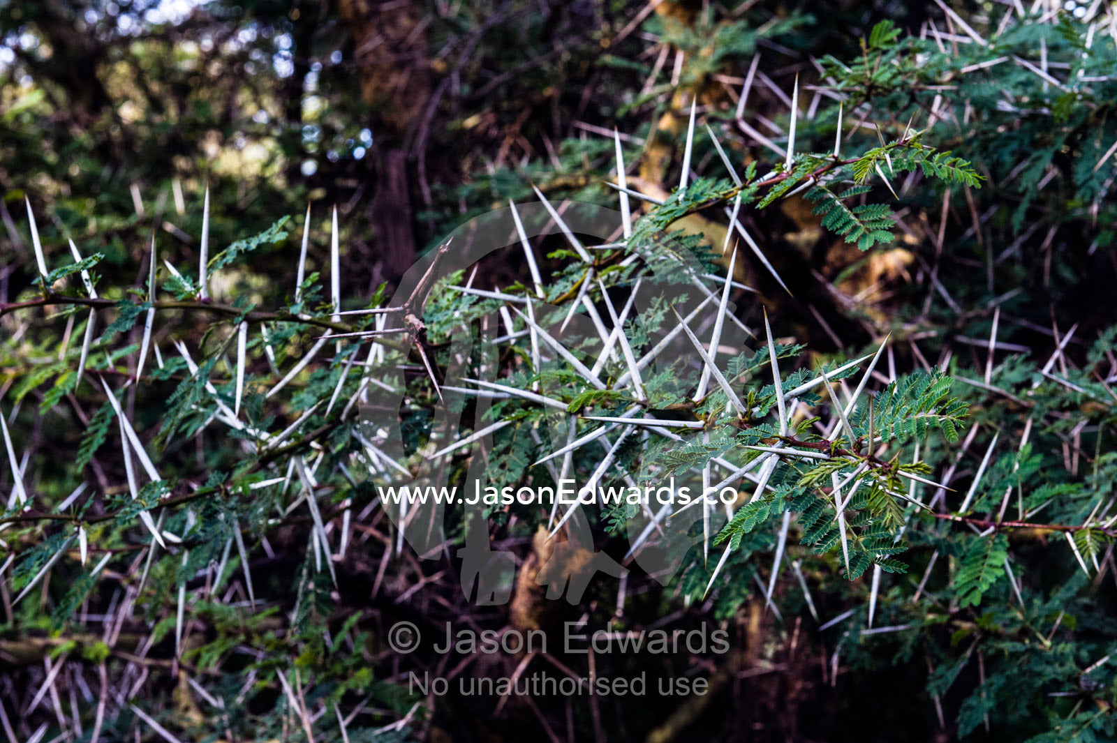 The long pointed thorns of an acacia protect the delicate leaves from animals browsing. Ngorongoro Crater, Ngorongoro Conservation Area, Ngorongoro District, Tanzania, Africa.