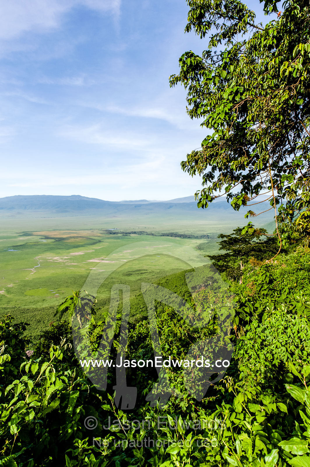 Dense evergreen forests and highland trees cover the steep slopes of a volcano crater. Ngorongoro Crater, Ngorongoro Conservation Area, Ngorongoro District, Tanzania, Africa.