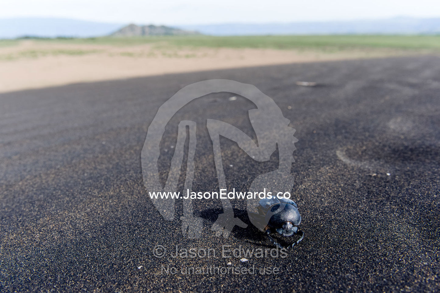 A dead Dung Beetle on a windswept volcanic sand dune on the savannah plain. Shifting Sands, Ngorongoro Conservation Area, Ngorongoro District, Tanzania, Africa.