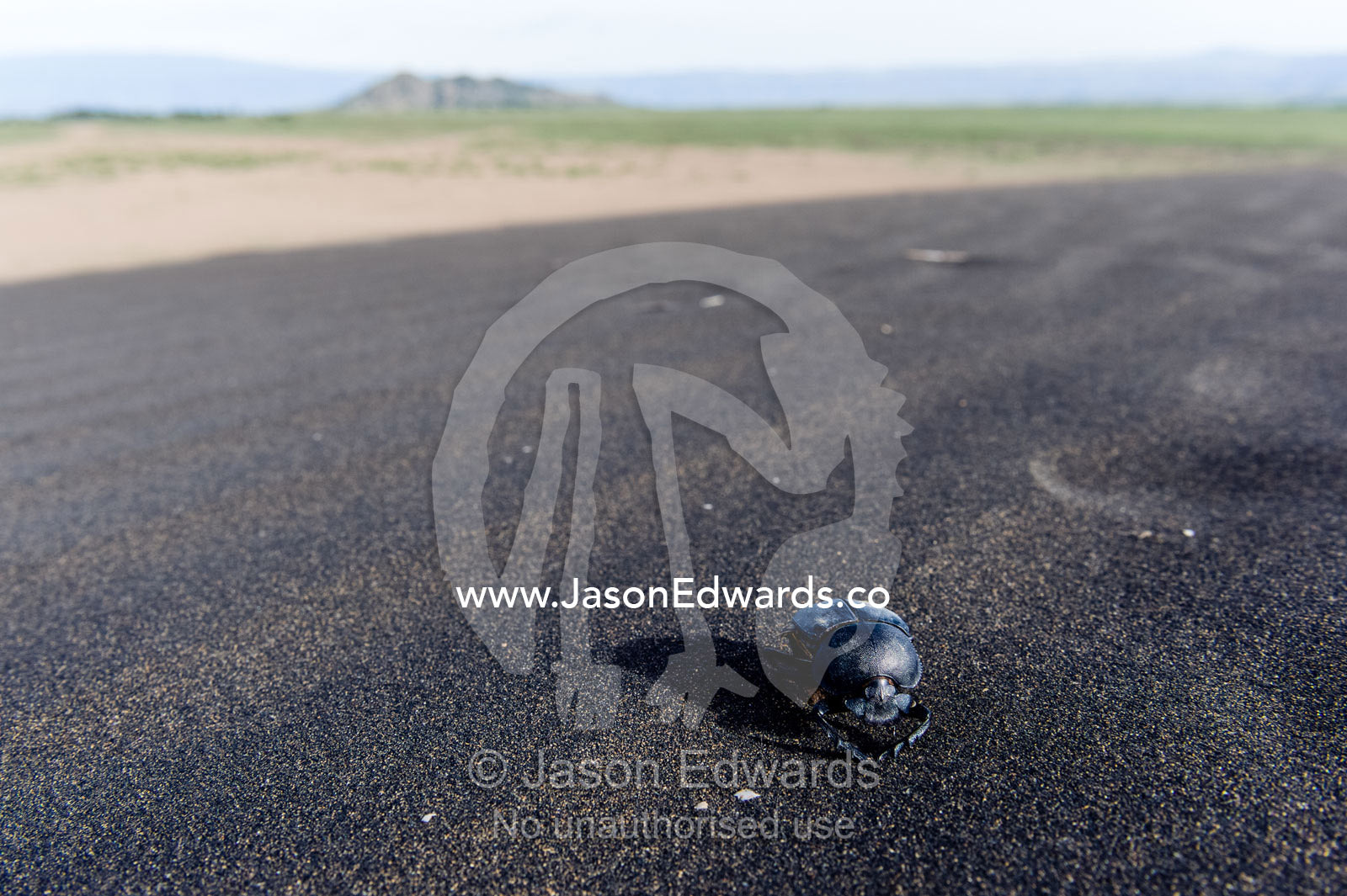 A dead Dung Beetle on a windswept volcanic sand dune on the savannah plain. Shifting Sands, Ngorongoro Conservation Area, Ngorongoro District, Tanzania, Africa.