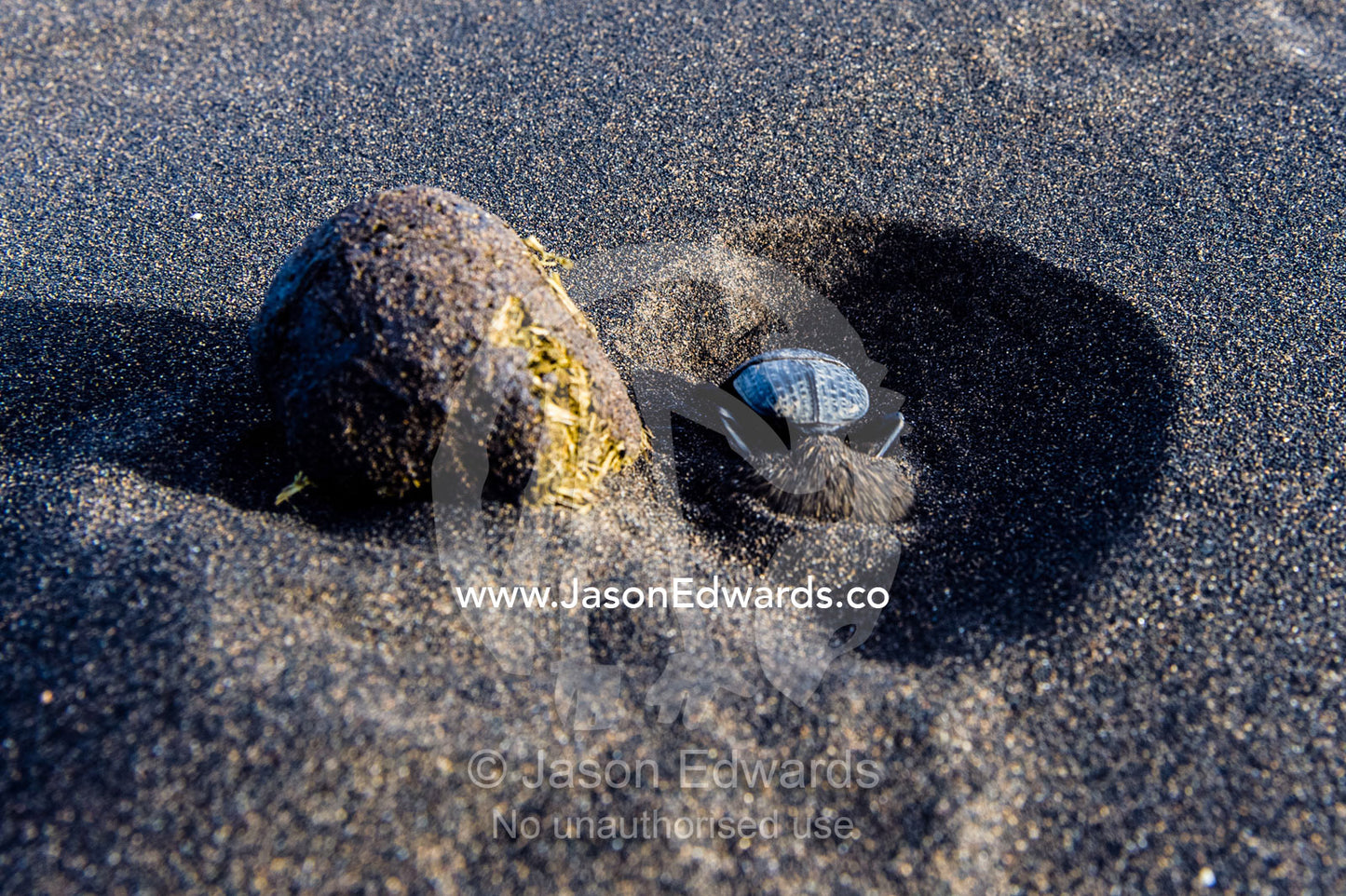 A Dung Beetle attempts to bury in volcanic sand, a ball of feces containing its eggs. Shifting Sands, Ngorongoro Conservation Area, Ngorongoro District, Tanzania, Africa.